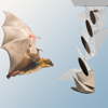 <a href="papers_abstracts/abstracts/125.html">3D Reconstruction and Analysis of Bat Flight Maneuvers from Sparse Multiple View Video</a>