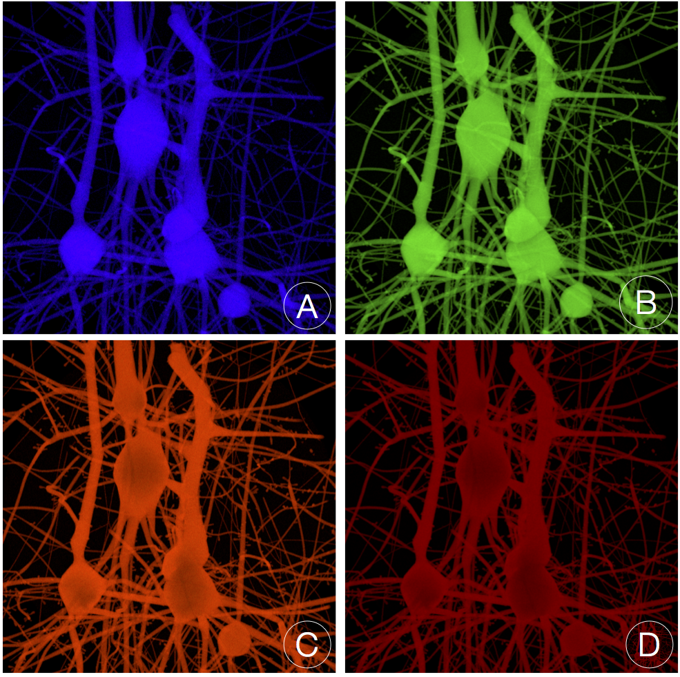 Bio-physically Plausible Visualization of Highly Scattering Fluorescent Neocortical Models for in Silico Experimentation
