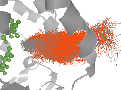 Interactive Exploration of Ligand Transportation through Protein Tunnels