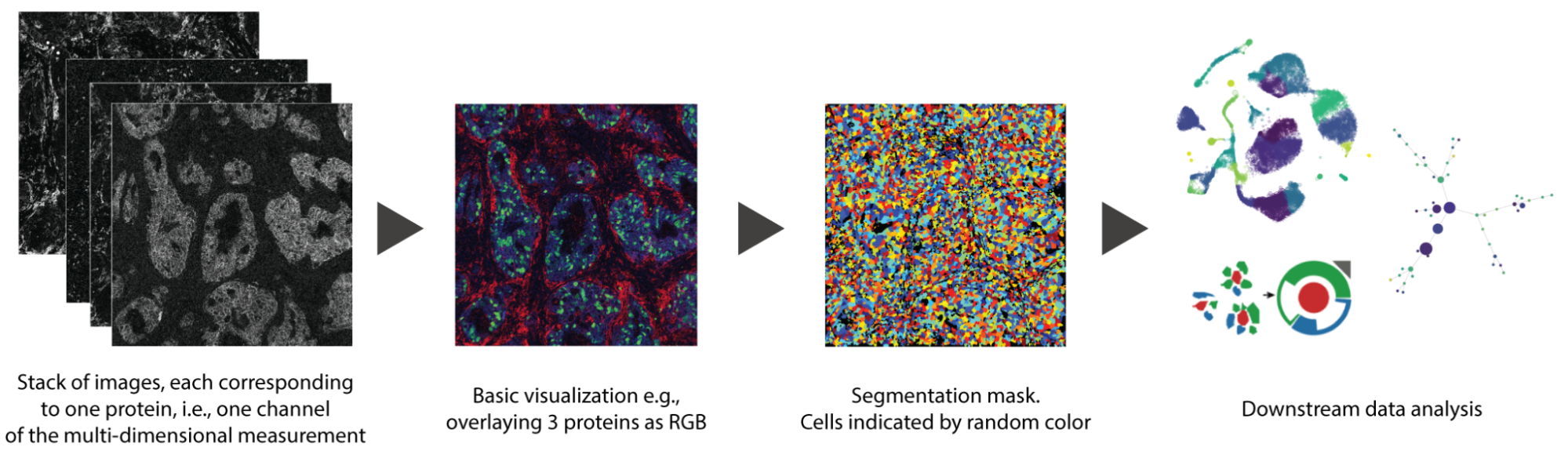 Spatial proteomics visual data analysis when using Imaging Mass Cytometry.