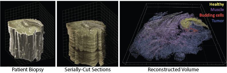 Multiplexed 3D atlas