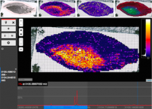 Interactive Exploration of Spatial Distribution in Mass Spectrometry Imaging