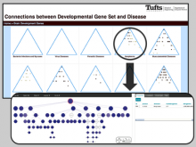 An Abstract View of Associations Between Diseases and Developmental Gene Sets