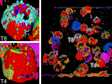 Visualization and Exploration of 3D Toponome Data